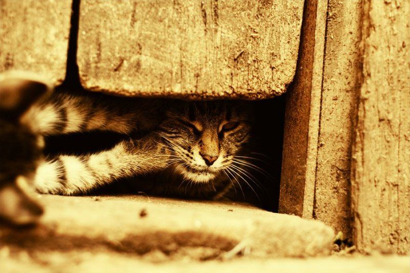 kamushek ***photo preview