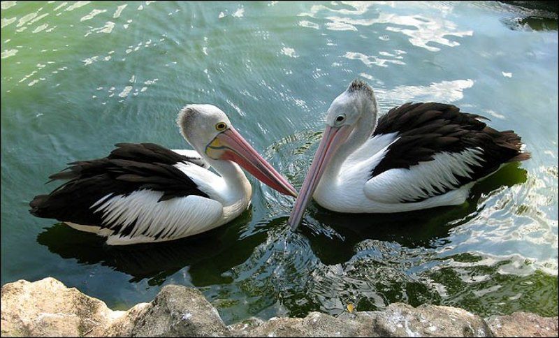 сингапур, птичий парк, пеликан, любовь Пеликанья любовьphoto preview