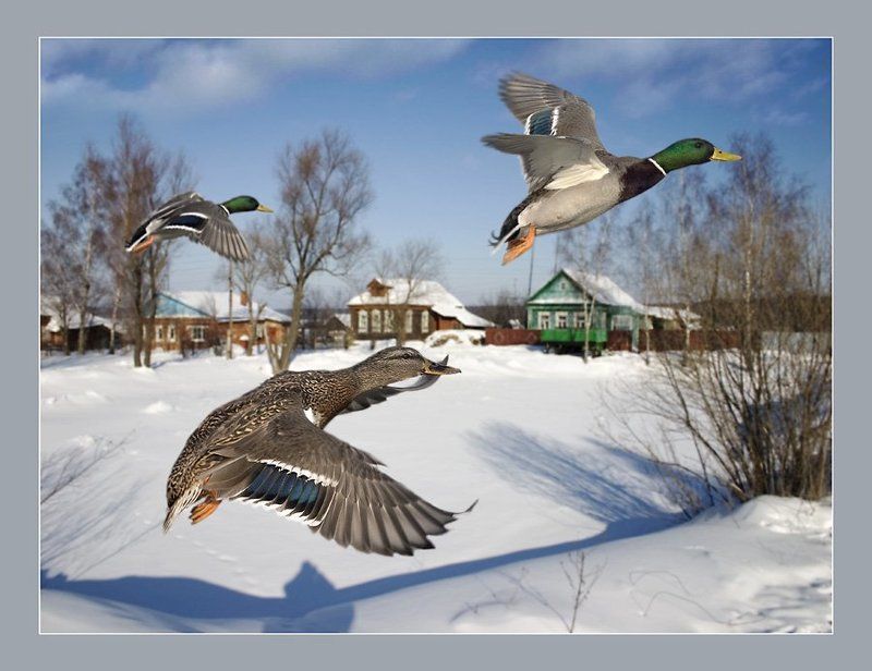 Литяаааать уууткиии фото превью