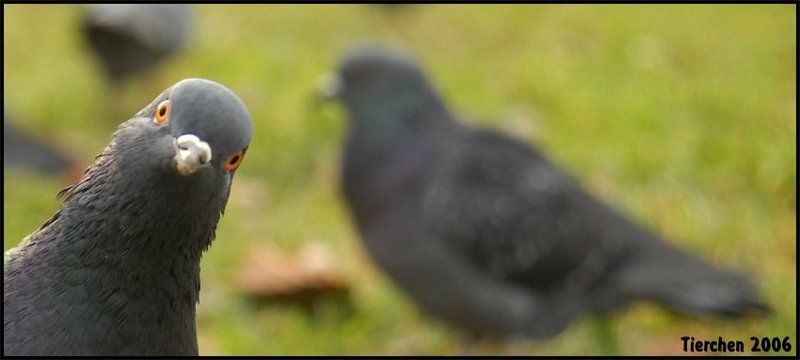 голубь, офигевший, привет, птица, кучиев александр wazup?photo preview