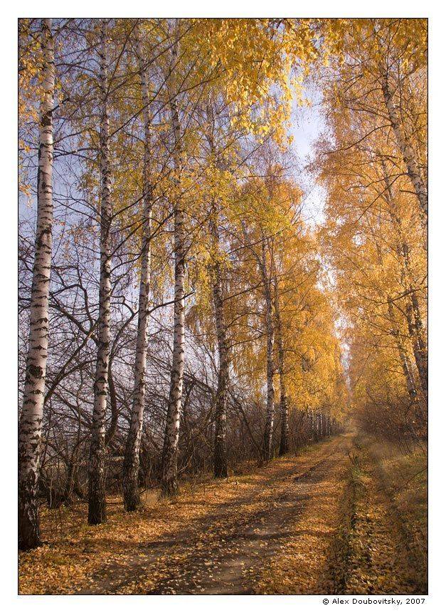 Дорога в осень. Автор: Александр Дубовицкий осень, березы, дорога, Александр Дубовицкий
