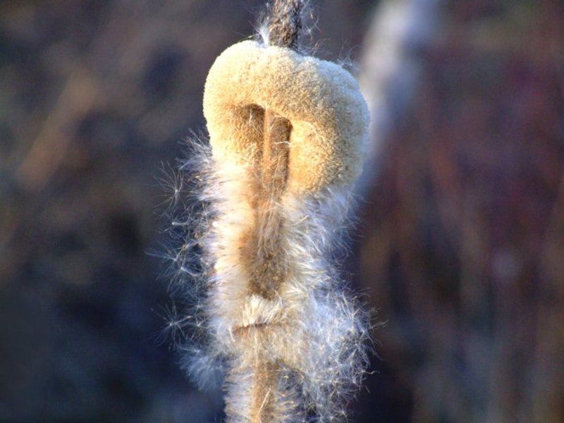 камыш,весна photo preview