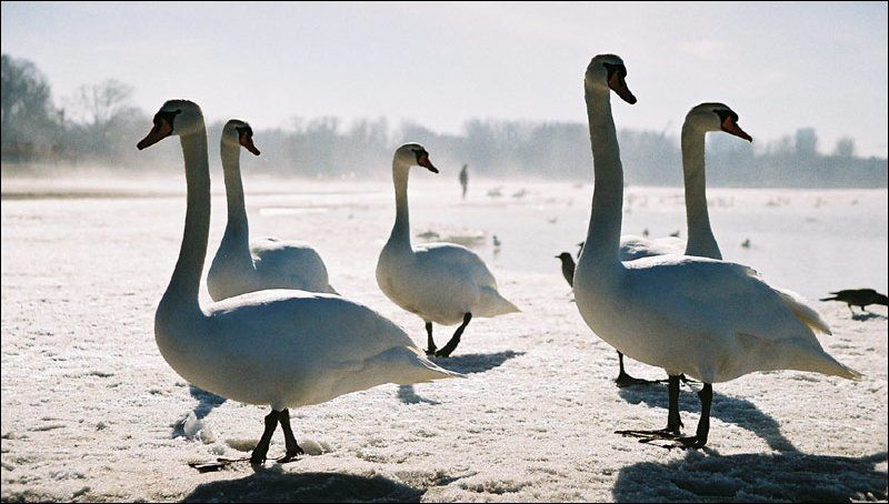 животные Лебедиphoto preview