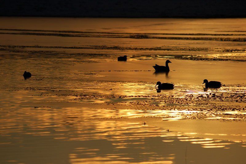 пейзаж, природа Sold/Gold Lakephoto preview