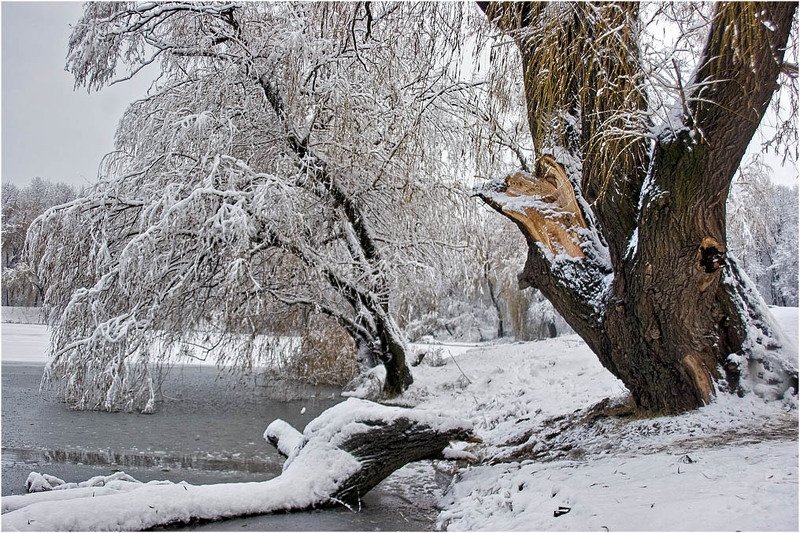 Зима жизниphoto preview