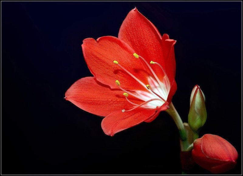 цветок Аленький цветочекphoto preview