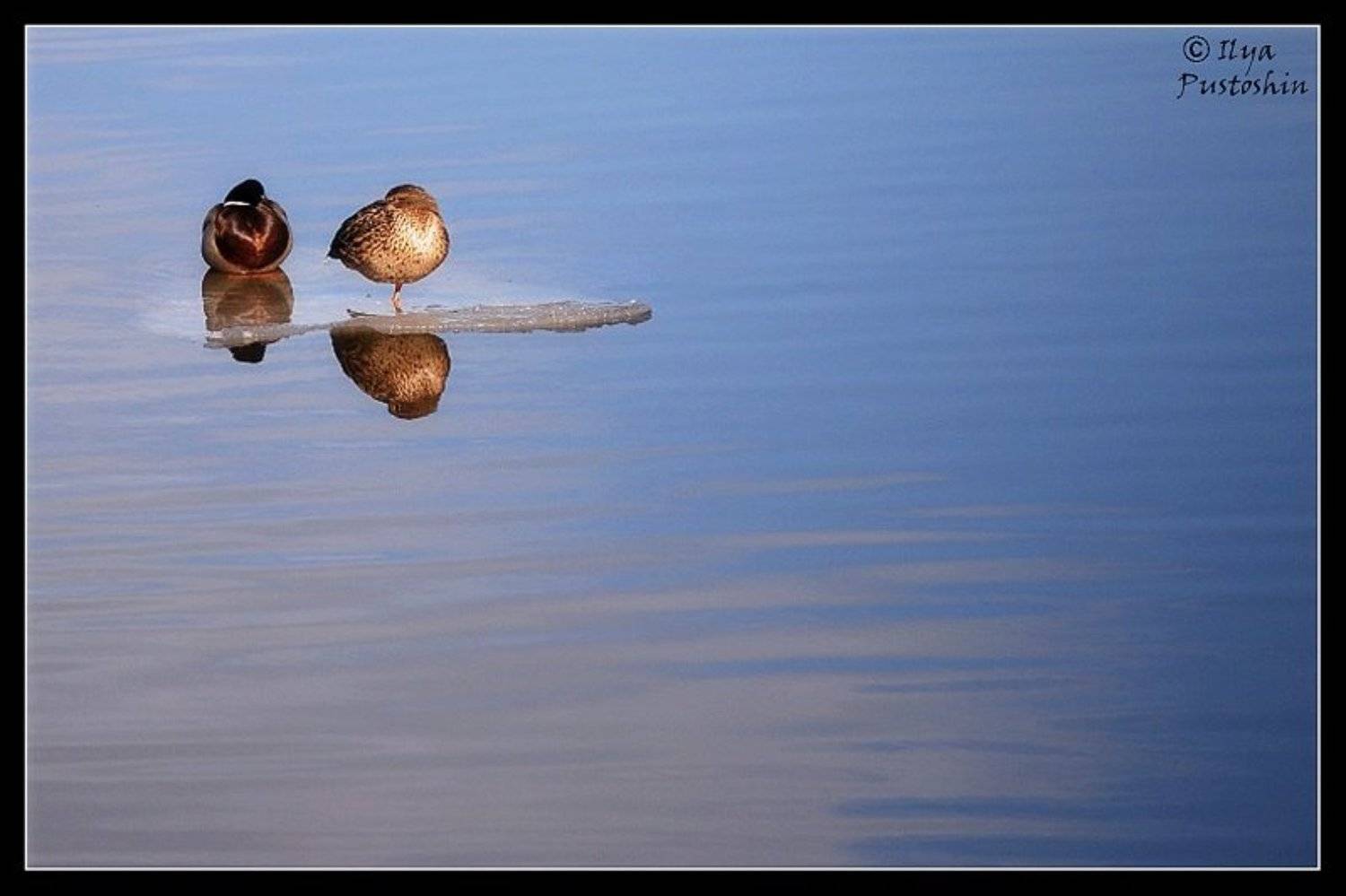 Утиная верность. Автор: Пустошкин Илья утки, птицы, весна, вода, река, Пустошкин Илья