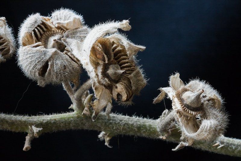 макро Семенаphoto preview