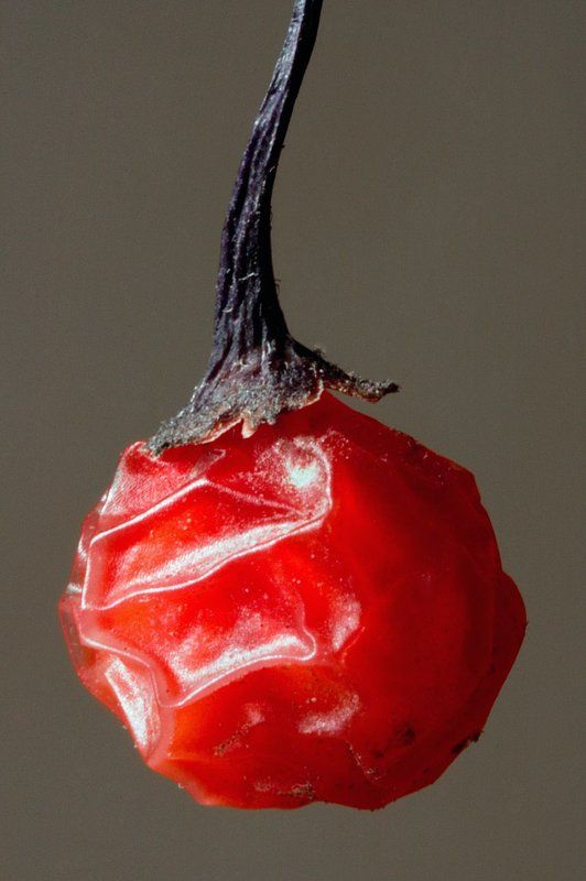 ягода,красное Китаёский фонарикphoto preview