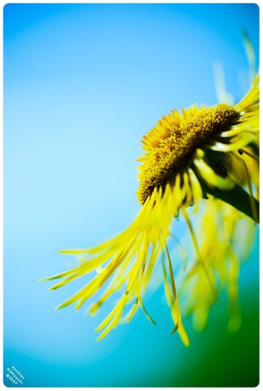 цветок, солнце, природа, красота Sun for youphoto preview