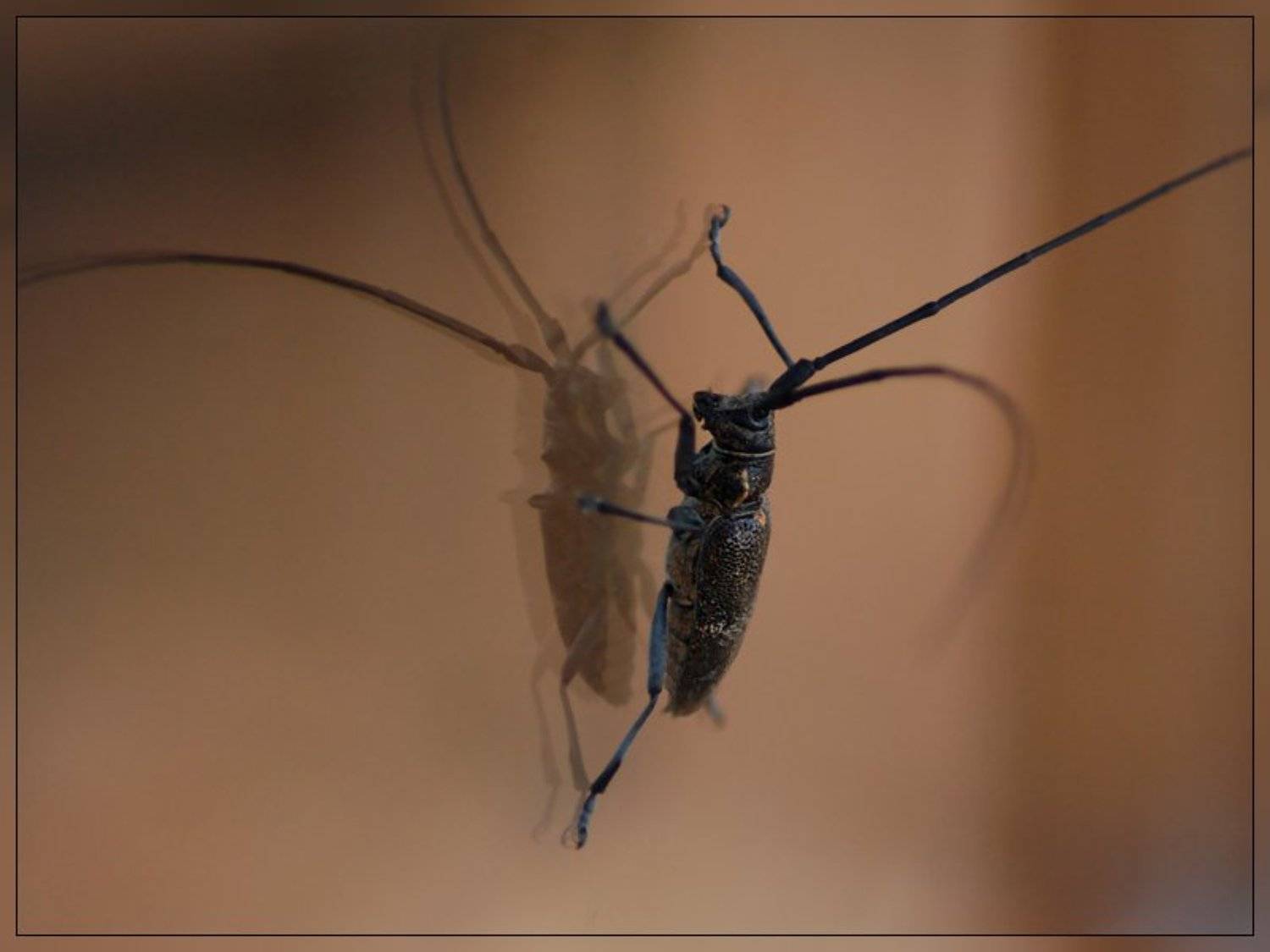 жук, зеркало, стекло, sevat