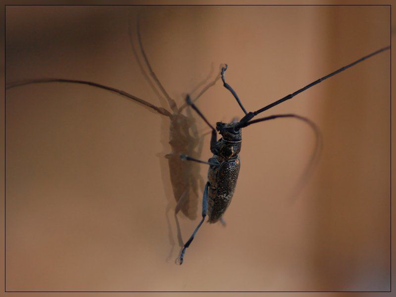 жук, зеркало, стекло у зеркалаphoto preview