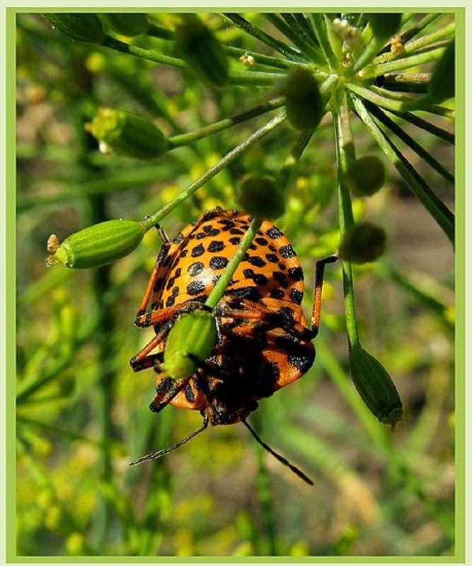 эквилибристphoto preview