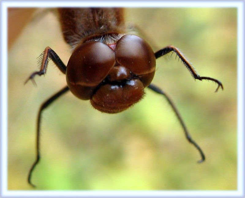 распальцовкаphoto preview