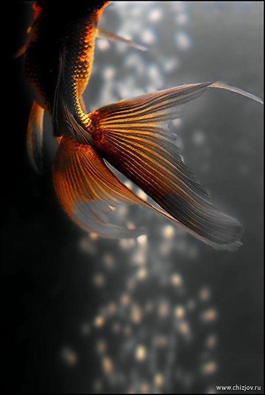 киль, рыбка Кильphoto preview