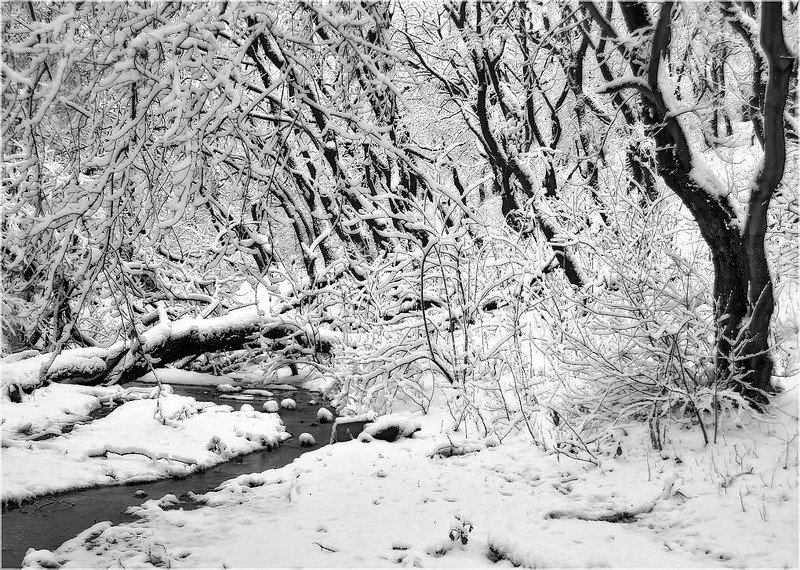 Нежная пушистостьphoto preview