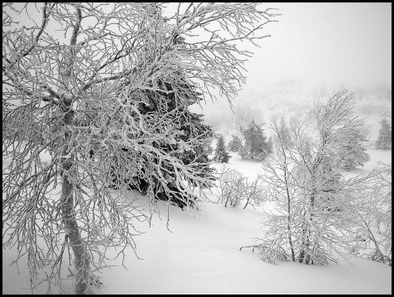 снег Зима, однако...photo preview