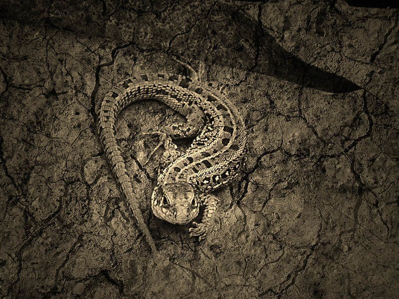 ящерица Охотница фото превью