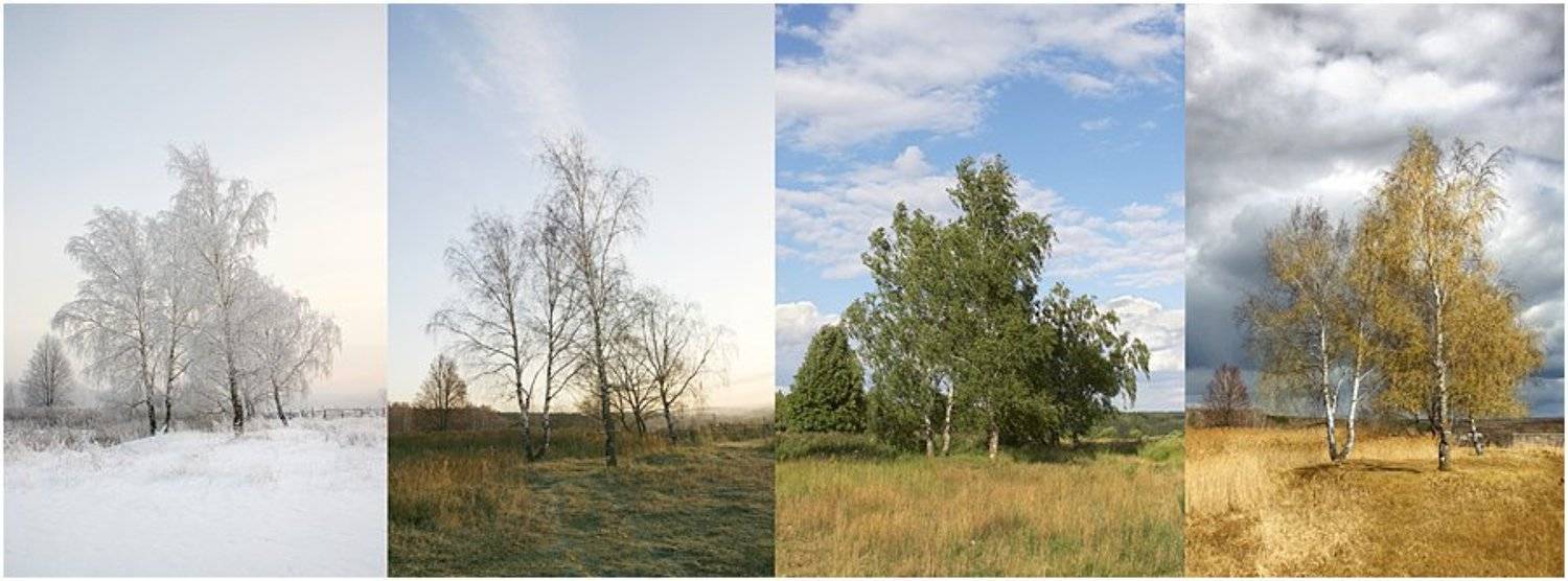 , Михаил Курцев