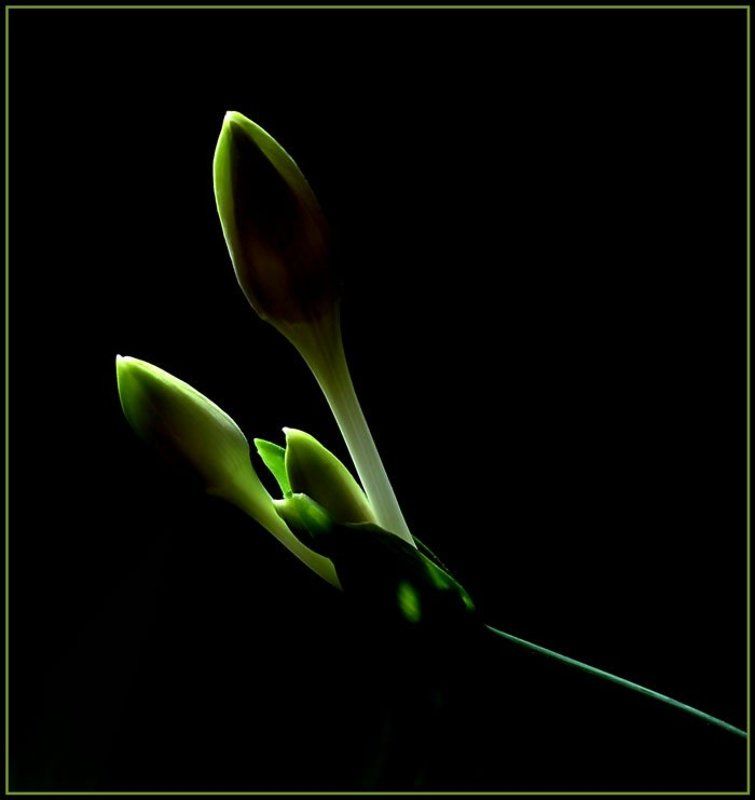 бутон, эухарис, свет, тень, чувства, движение, танец АДАЖИОphoto preview