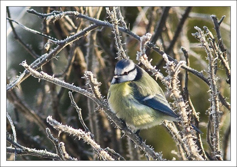 синица,птица,мороз,зима Морозный портрет голубой синицыphoto preview