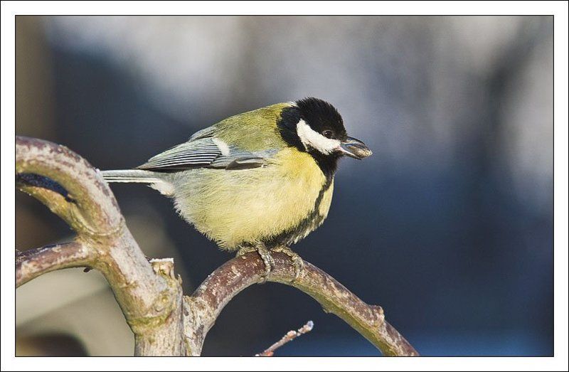 синица,птица,обед Обедphoto preview