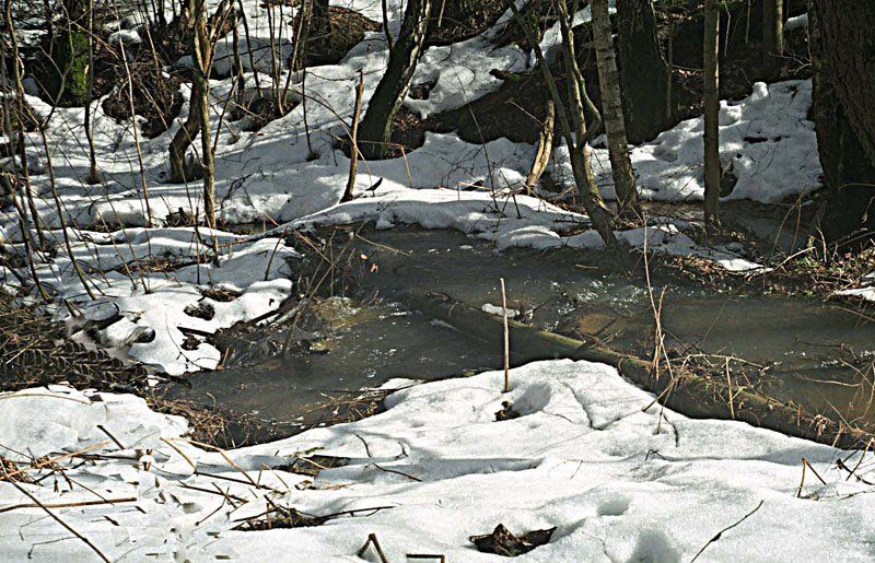 весна, природа Начало весныphoto preview