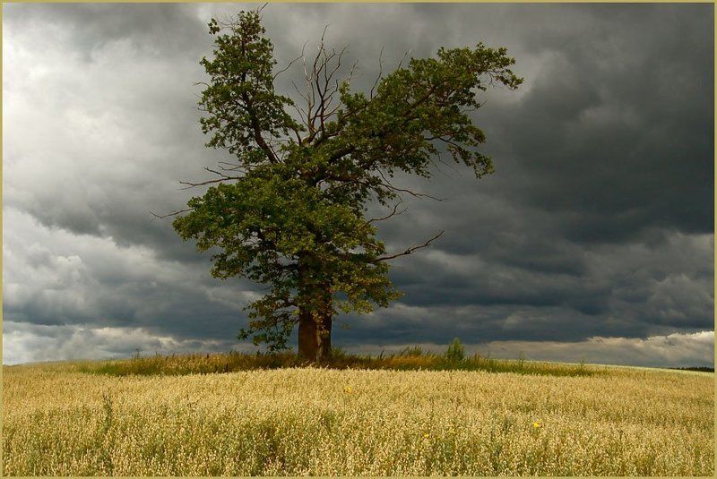 тучи, дуб, воин, поле Один в Поле Воинphoto preview