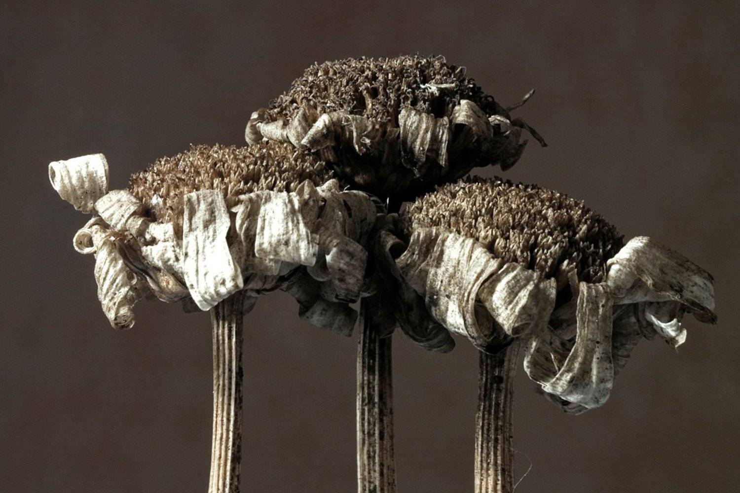 Трио. Автор: Качурин Алексей сушь,макро,соцветия, Качурин Алексей