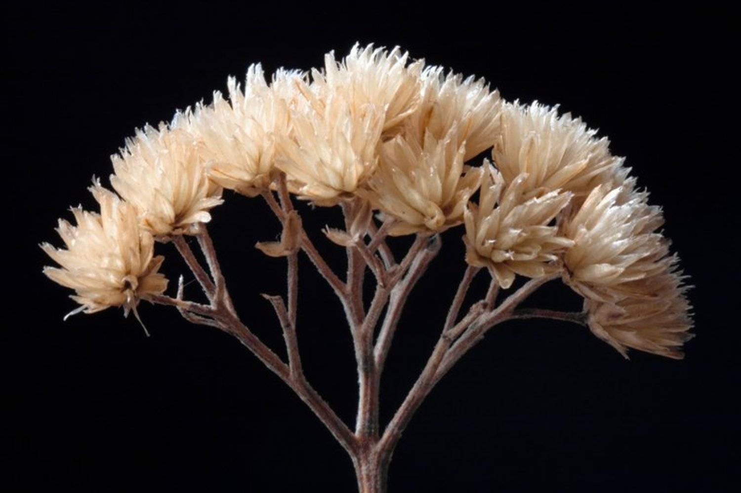 Букетик. Автор: Качурин Алексей сушь,макро, Качурин Алексей