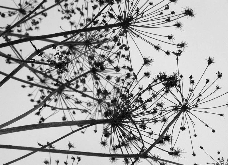 все пучком)photo preview