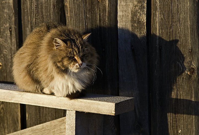 котище Январское солнышкоphoto preview