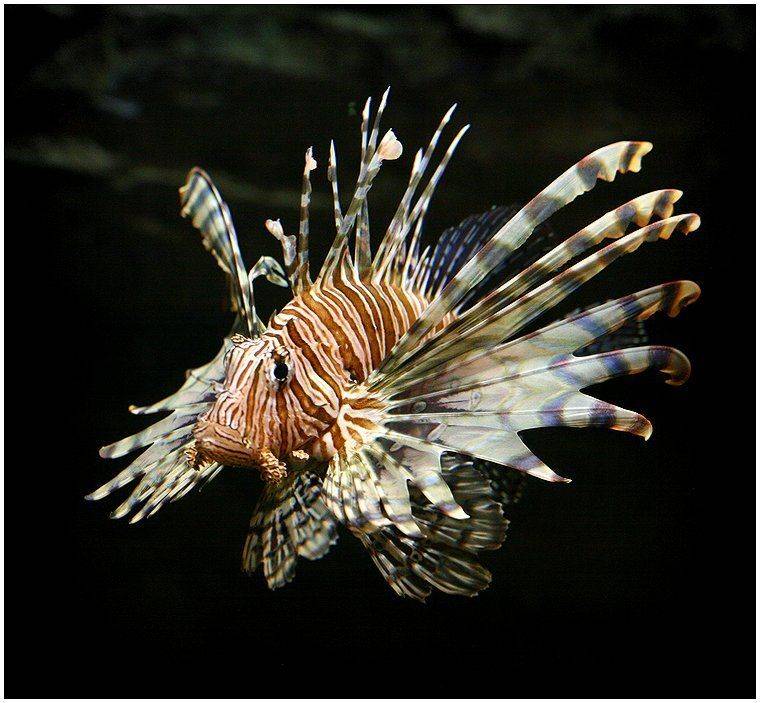 Бабочка. Автор: Григорий Иващенко рыба, морская, хищная, плавник, чешуя, Григорий Иващенко