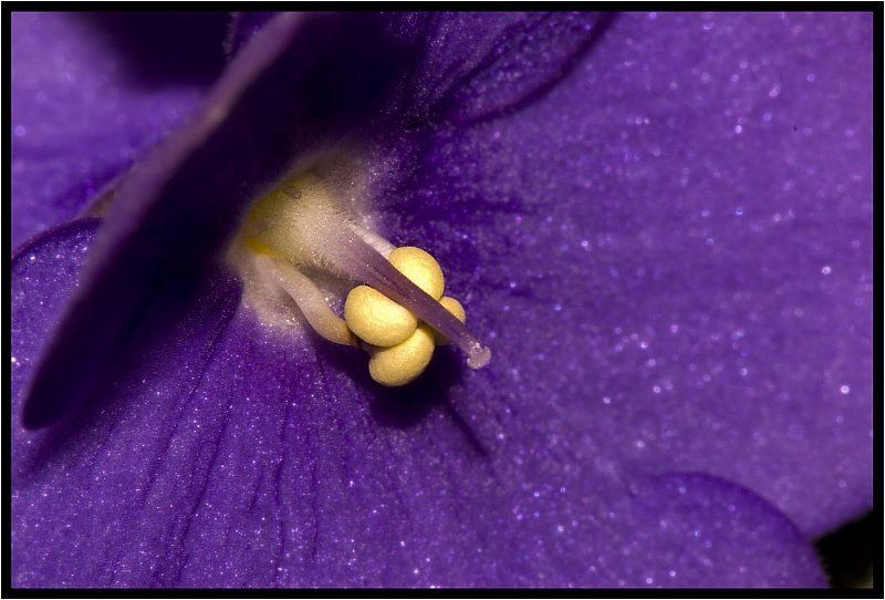 цветы, фиалка, макро Animate nature #1photo preview