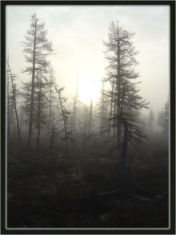 тайга,туман,осень Утро седоеphoto preview