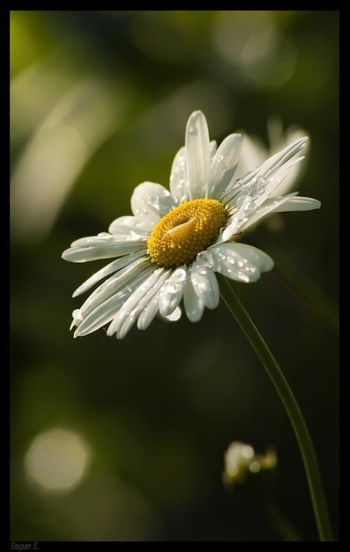 лето ромашка капельки *photo preview