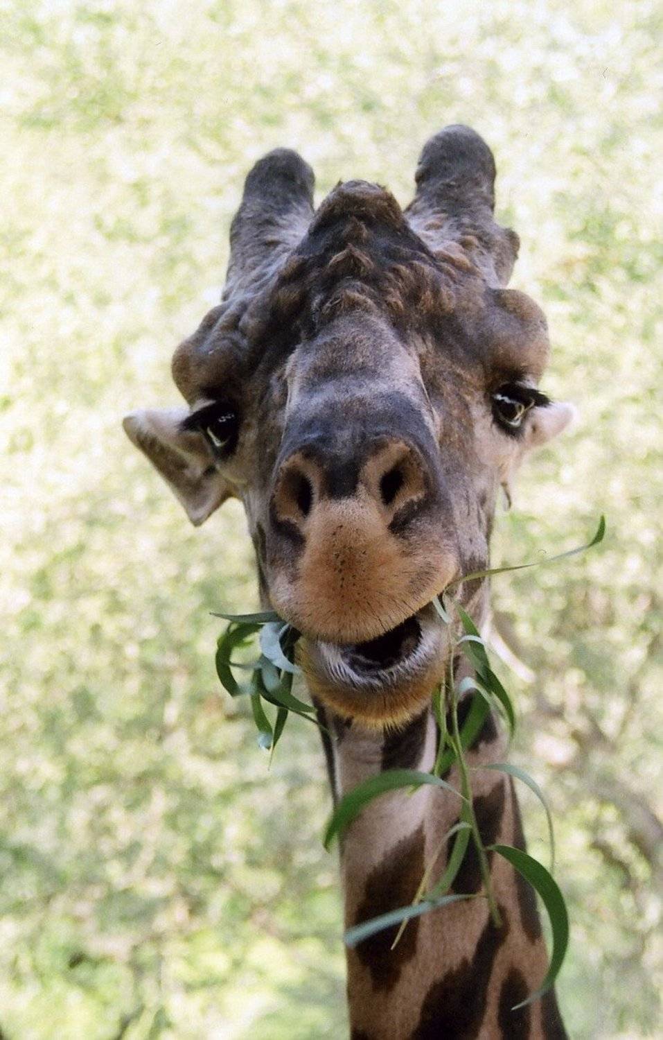 таиланд, сафари, Andrey D