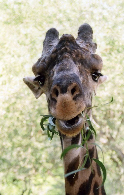 таиланд, сафари Ты  что, не видишь,  - мы кушаем...photo preview