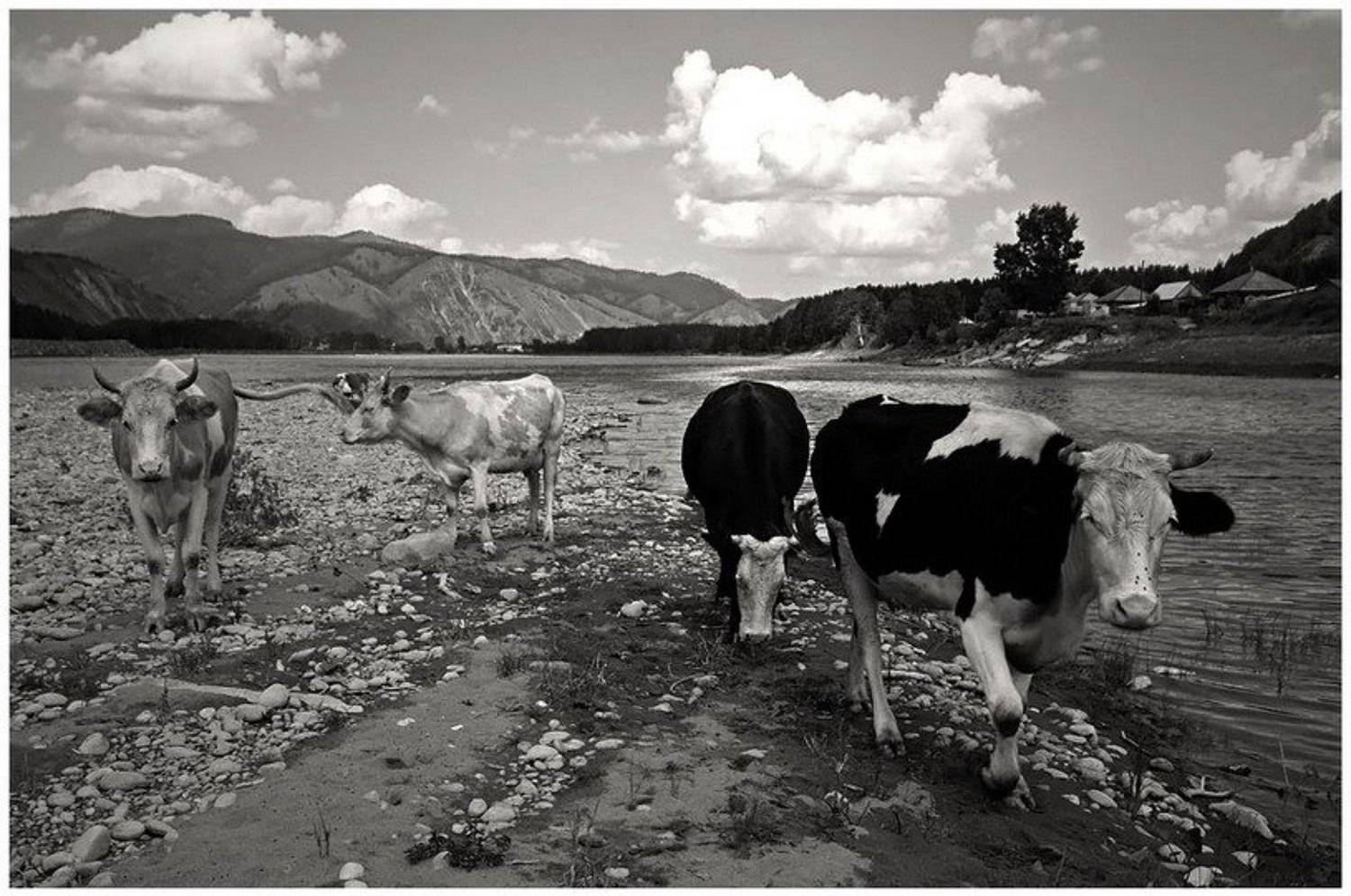 ***. Автор: Тарасова Катя природа коровы, Тарасова Катя