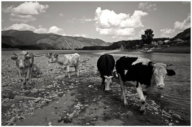 природа коровы ***photo preview