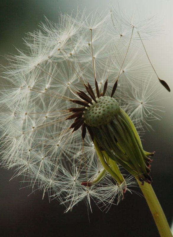 одуванчик на пенсииphoto preview