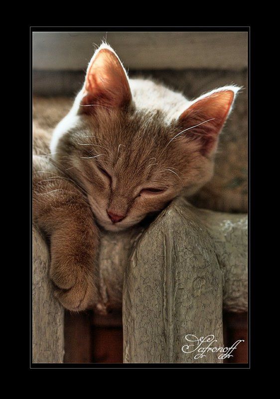 кот,батарея Теплоphoto preview