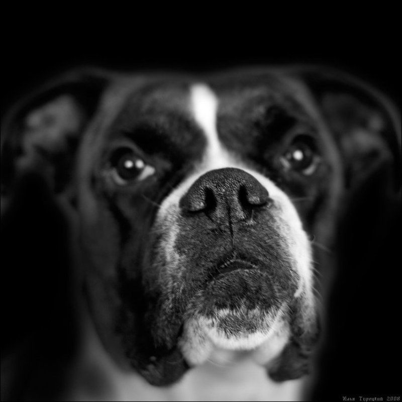 боксёр * * *photo preview