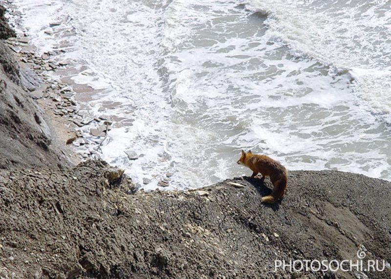 охота, животные, лиса, море, черное море, таманский полуостров лисица на охотеphoto preview