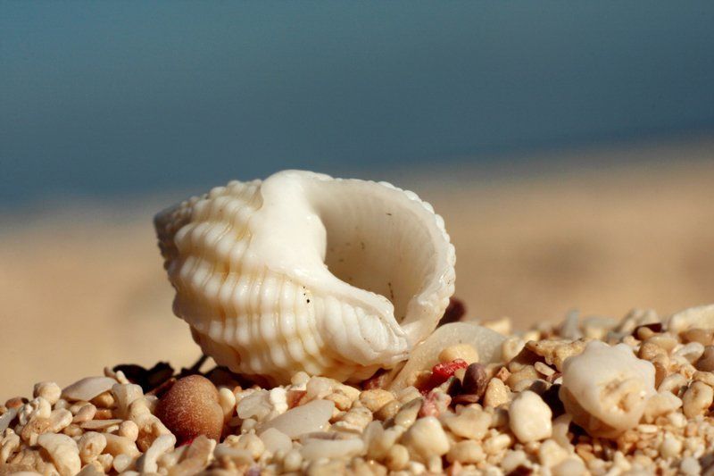 природа Ракушкаphoto preview