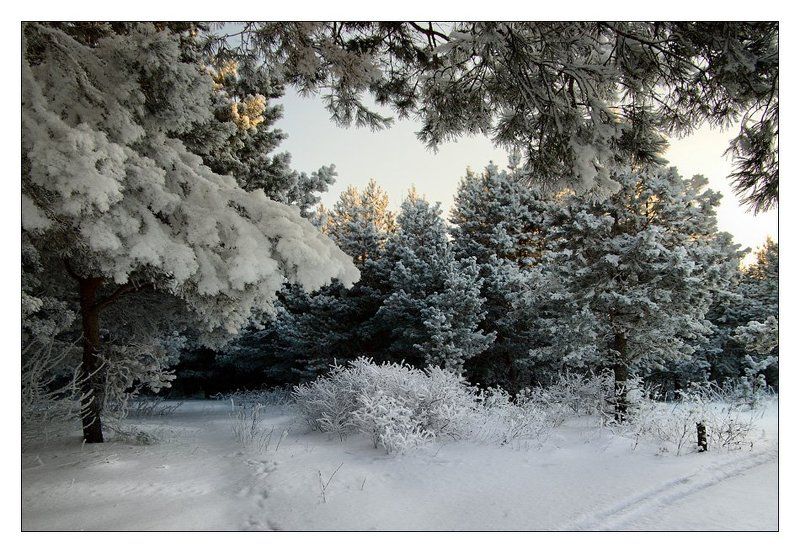 зима, лес, ветки, сосны, снег Из-под заснеженных ветвей...photo preview