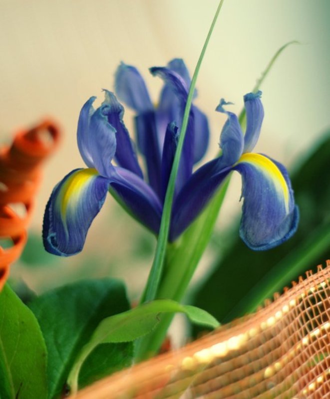 ирис, букет, краски Ирисphoto preview