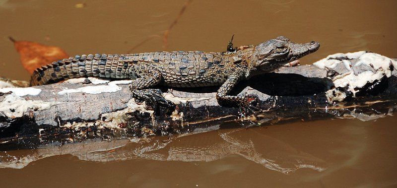 крокодил, мексика Из жизни крокодиловphoto preview