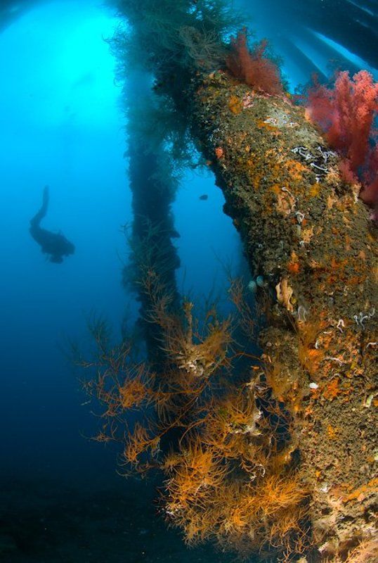 кораллы, , дайвер, пирс, underwater Одинокий ныряльщикphoto preview