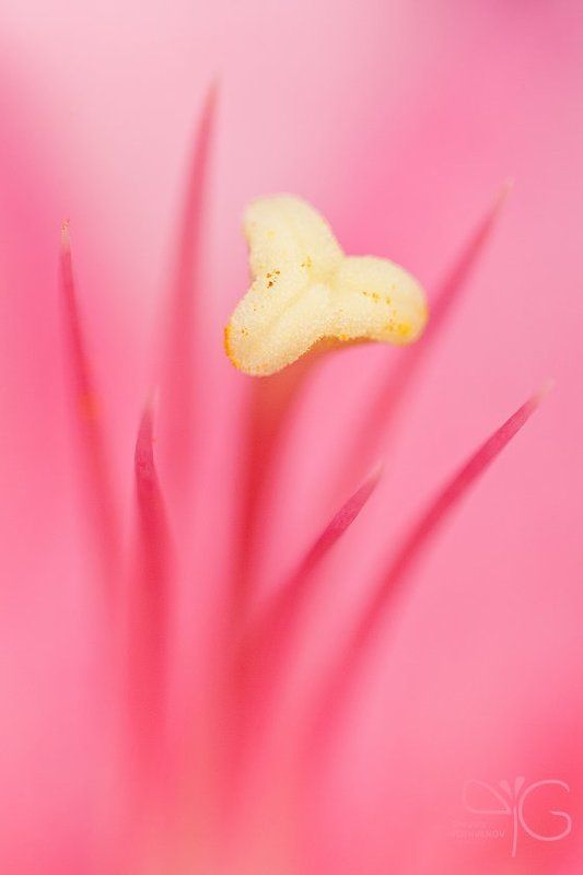 лилия, макро, цветок, флора, розовый, абстракция, lily, macro, flower, pink, abstraction photo preview